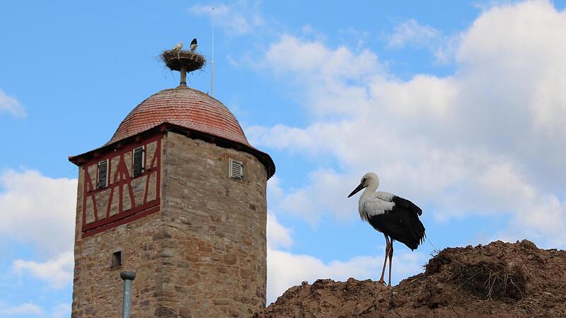 Nachdem er aus dem eingezäunten Garten geflogen ist, hat sich der Jungstorch auf einem Erdhaufen an der Baustelle hinter dem Pfarrzentrum niedergelassen. Im Hintergrund ist das Storchennest auf dem Mönchsturm zu sehen. Nachdem er aus dem eingezäunten Garten geflogen ist, hat sich der Jungstorch auf einem Erdhaufen an der Baustelle hinter dem Pfarrzentrum niedergelassen. Im Hintergrund ist das Storchennest auf dem Mönchsturm zu sehen.