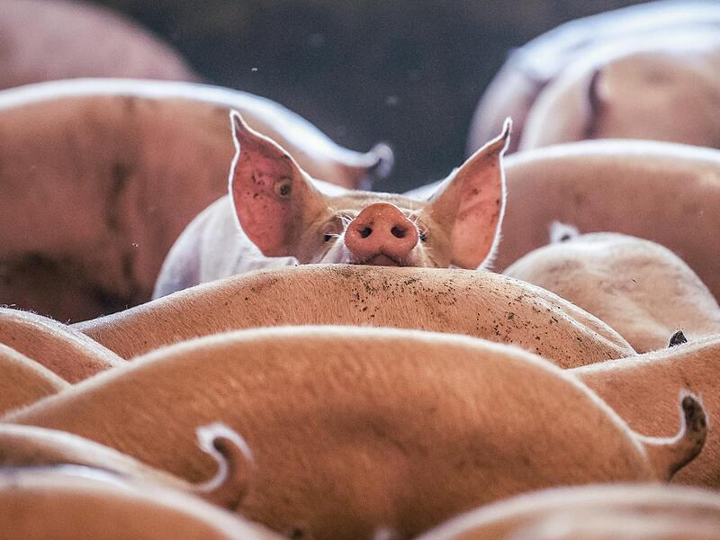 Das Tierwohl spielt für die Verbraucher eine immer größere Rolle. Darauf reagieren nun auch die großen Supermarkt-Ketten.