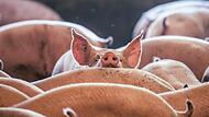 Das Tierwohl spielt für die Verbraucher eine immer größere Rolle. Darauf reagieren nun auch die großen Supermarkt-Ketten.