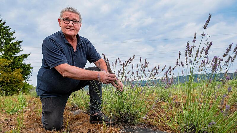 Robert Schmitt begutachtet die ersten Bl&uuml;tenst&auml;nde des w&auml;rmeliebenden Lavendels.Forchheim & Fr&auml;nkische Schweiz