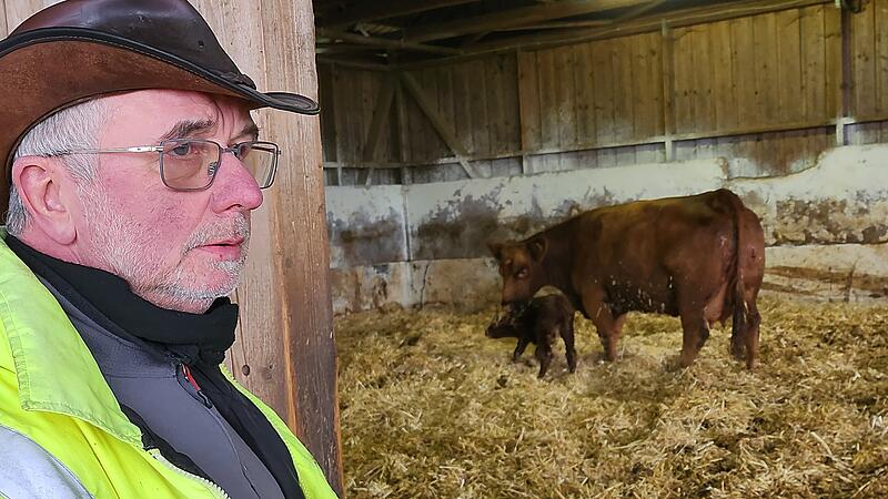 Verdacht auf Wolfsriss in Rottershausen Auch wenn seine Miene derzeit die Sorge um den Wolf widerspiegelt: Klaus Müller freut sich immer, wenn er Szenen wie die im Hintergrund beobachten darf. Erst vor wenigen Stunden hat eine Kuh gekalbt - Mutter und Kind sind wohlauf.