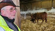 Auch wenn seine Miene derzeit die Sorge um den Wolf widerspiegelt: Klaus Müller freut sich immer, wenn er Szenen wie die im Hintergrund beobachten darf. Erst vor wenigen Stunden hat eine Kuh gekalbt - Mutter und Kind sind wohlauf.
