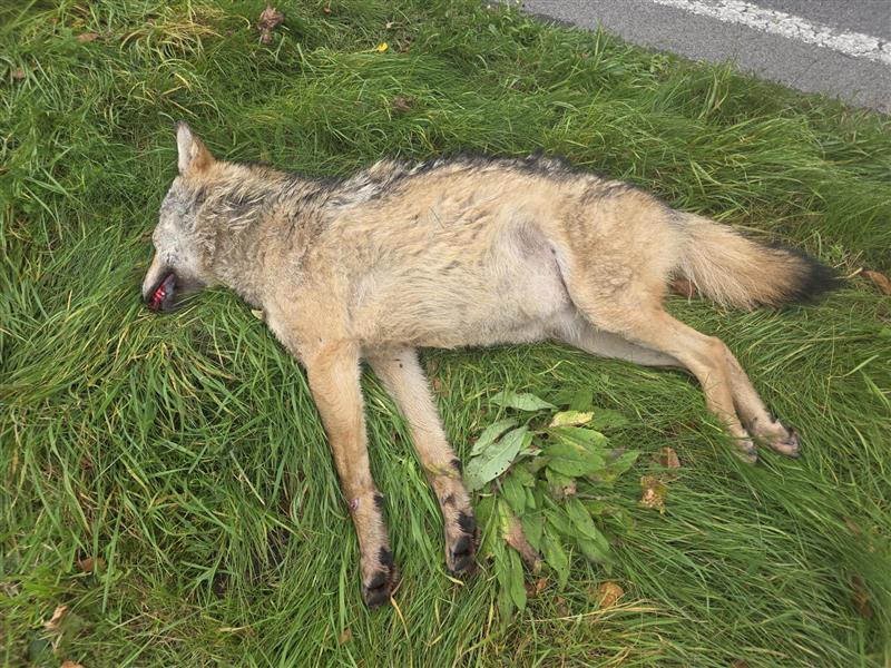 Toter Wolf zwischen Riedenberg und Oberbach