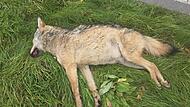 Toter Wolf zwischen Riedenberg und Oberbach