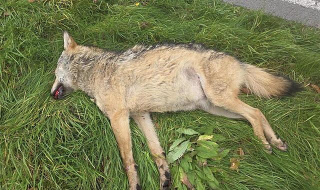 Toter Wolf zwischen Riedenberg und Oberbach