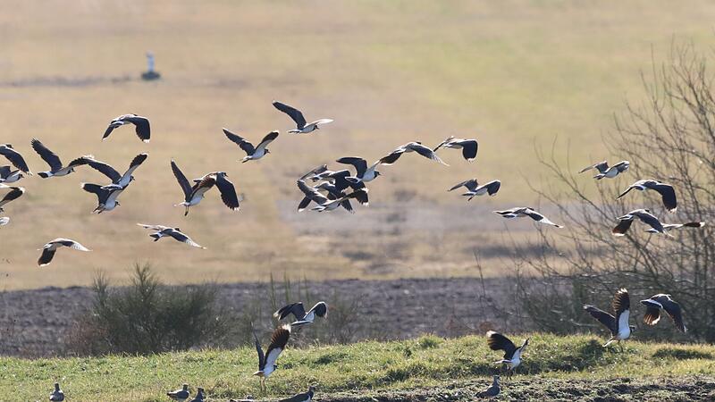 Kiebitze: Fr&uuml;her typisch in der Region, sind sie selten geworden.