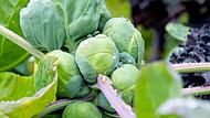 Rosenkohl