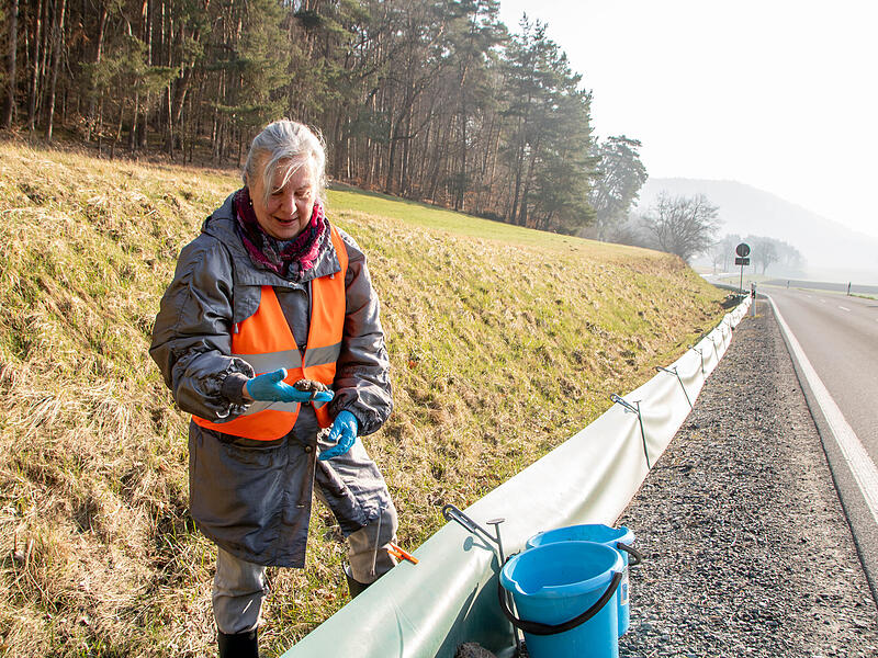 Kerstin Hoppert war im Frühling am Zaun zwischen Leuchau und Lindau unterwegs, um die Kröten sicher auf die andere Straßenseite zu bringen. Sie selbst bezeichnet sich als "das Kröten-Taxi". Kerstin Hoppert war im Frühling am Zaun zwischen Leuchau und Lindau unterwegs, um die Kröten sicher auf die andere Straßenseite zu bringen. Sie selbst bezeichnet sich als "das Kröten-Taxi".