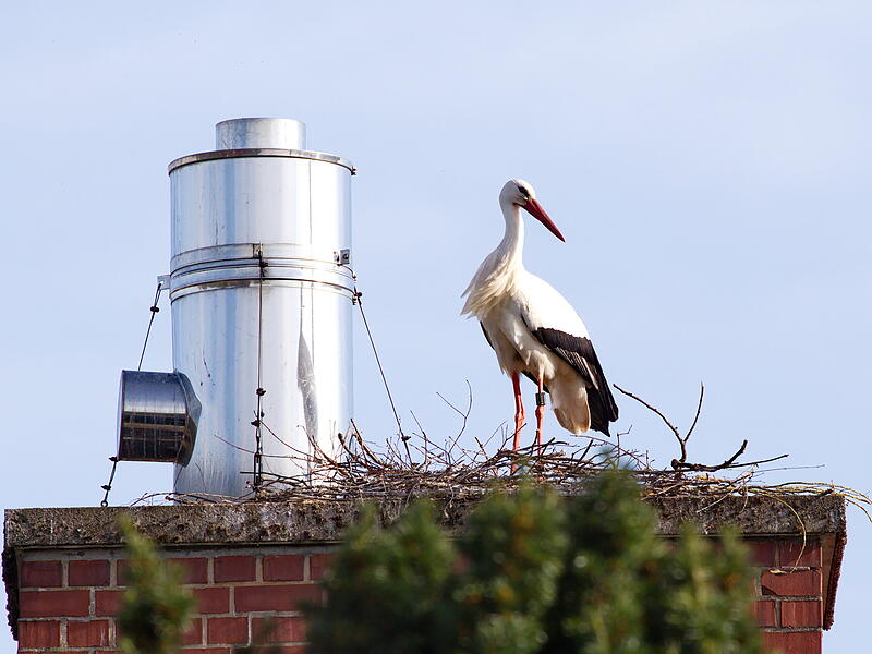Dieser Storch sitzt in seinem Nest auf dem Kamin der Gärtnerei Goldstein. Dieser Storch sitzt in seinem Nest auf dem Kamin der Gärtnerei Goldstein.