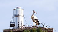 Dieser Storch sitzt in seinem Nest auf dem Kamin der Gärtnerei Goldstein. Dieser Storch sitzt in seinem Nest auf dem Kamin der Gärtnerei Goldstein.