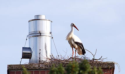 Dieser Storch sitzt in seinem Nest auf dem Kamin der Gärtnerei Goldstein. Dieser Storch sitzt in seinem Nest auf dem Kamin der Gärtnerei Goldstein.