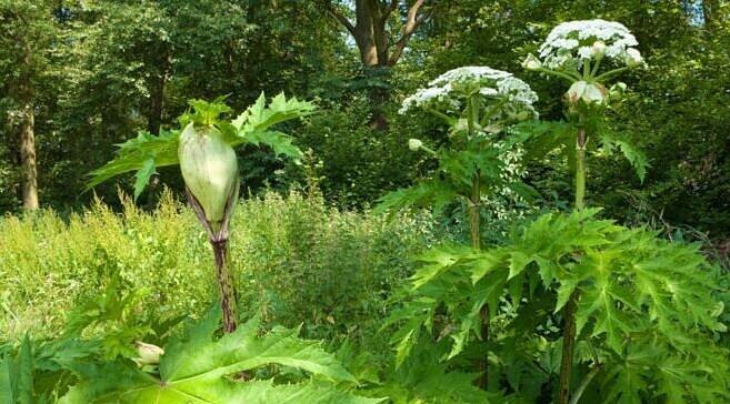 Riesenb&auml;renklau