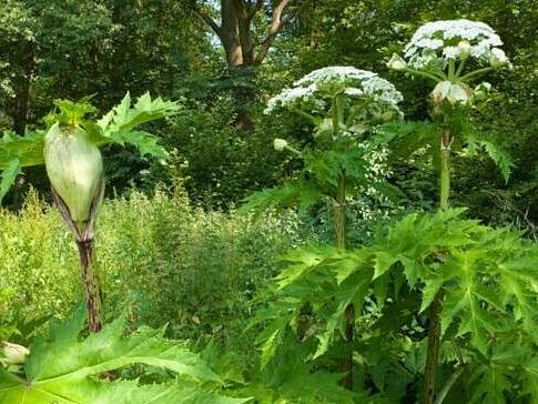 Riesenb&auml;renklau