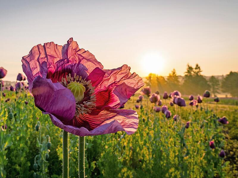 Der Bezirk Oberfranken hat wieder einen Fotowettbewerb gestartet: „So schön ist Oberfranken – Jetzt wird’s bunt!“ ist das Motto. Der Bezirk Oberfranken hat wieder einen Fotowettbewerb gestartet: „So schön ist Oberfranken – Jetzt wird’s bunt!“ ist das Motto.