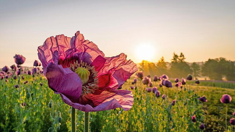 Der Bezirk Oberfranken hat wieder einen Fotowettbewerb gestartet: „So schön ist Oberfranken – Jetzt wird’s bunt!“ ist das Motto. Der Bezirk Oberfranken hat wieder einen Fotowettbewerb gestartet: „So schön ist Oberfranken – Jetzt wird’s bunt!“ ist das Motto.