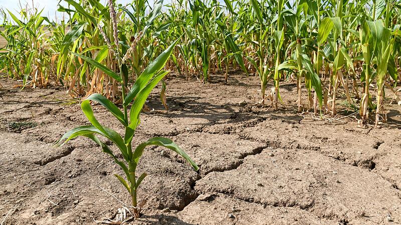 Maisfeld in Franken &ndash; in Zukunft wird die D&uuml;rre vielleicht der Normalzustand.