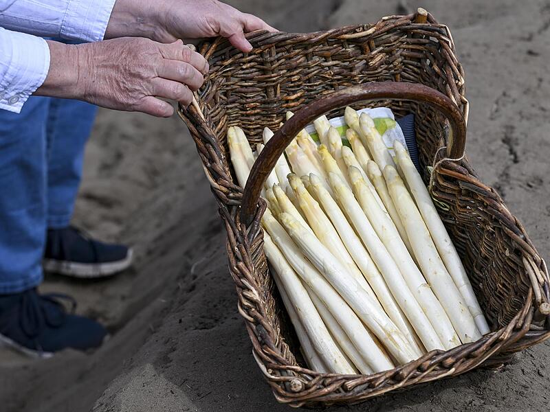 Die Spargelernte in Bayern hat begonnen.