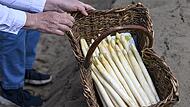 Die Spargelernte in Bayern hat begonnen.