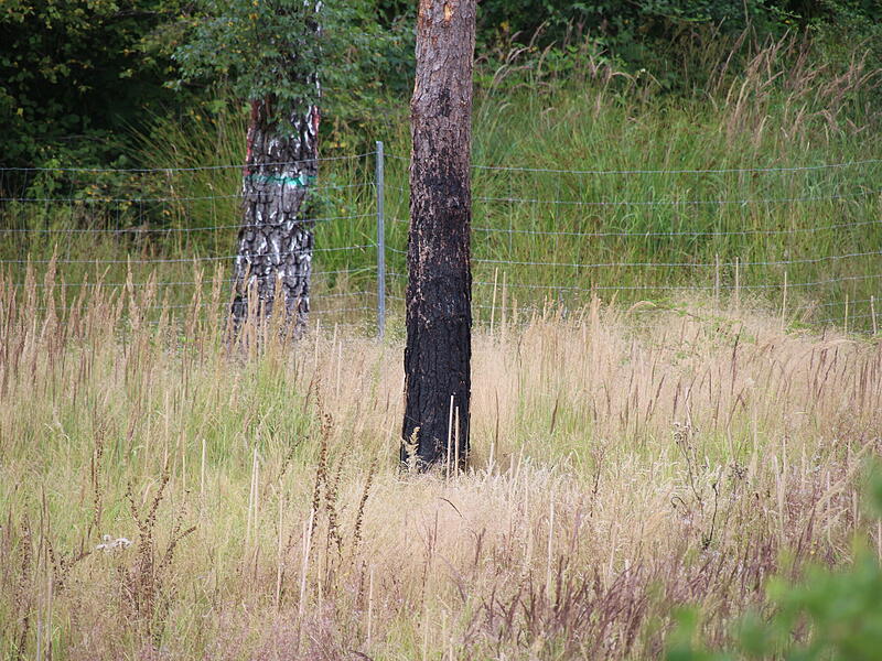 Schlettach: Zwei Jahre nach dem Waldbrand Schlettach: Zwei Jahre nach dem Waldbrand
