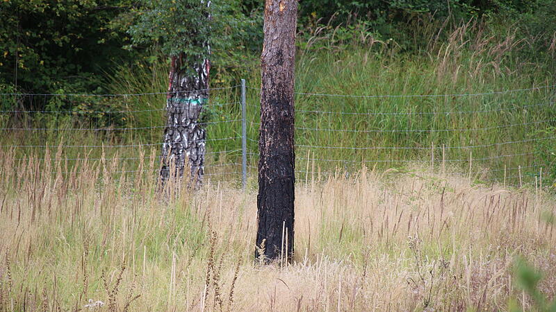 Schlettach: Zwei Jahre nach dem Waldbrand