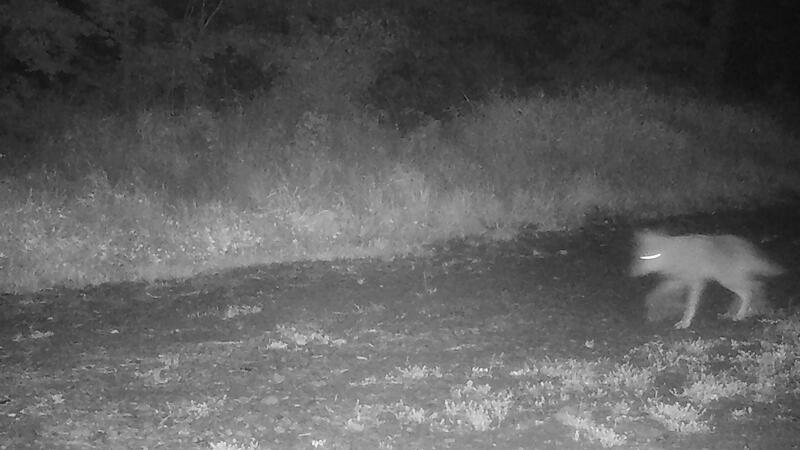 Auf dem Truppenübungsplatz Wildflecken gab es im Mai 2023 wieder Wolfsnachwuchs. Am 3. September wurden in der Nacht Aufnahmen der Welpen durch eine Wildkamera gemacht. Auf dem Truppenübungsplatz Wildflecken gab es im Mai 2023 wieder Wolfsnachwuchs. Am 3. September wurden in der Nacht Aufnahmen der Welpen durch eine Wildkamera gemacht.