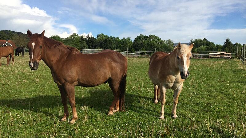 Vermutlich hat ein Wolf in Bad Kissingen-Hausen ein Pferd angefallen Jimmy (links) im Sommer auf der Weide. Der 30-jährige Quarterhouse-Mix wurde nun schwer am Hinterlauf verletzt.
