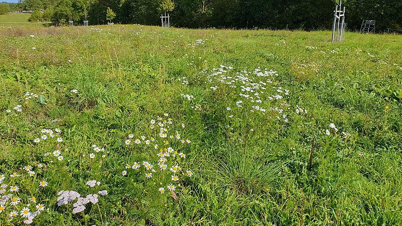 Im September 2023 sind auf der Flachland-Mähwiese Kamille und Schafgarbe gewachsen. Im September 2023 sind auf der Flachland-Mähwiese Kamille und Schafgarbe gewachsen.