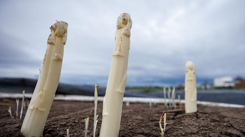 Spargelsaison Spargelsaison