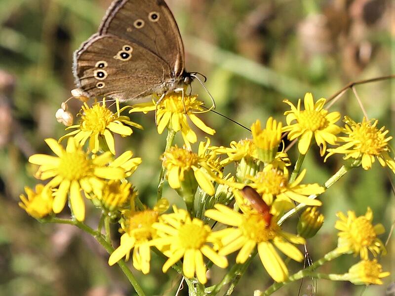 Falter am, Jakobskreuzkraut