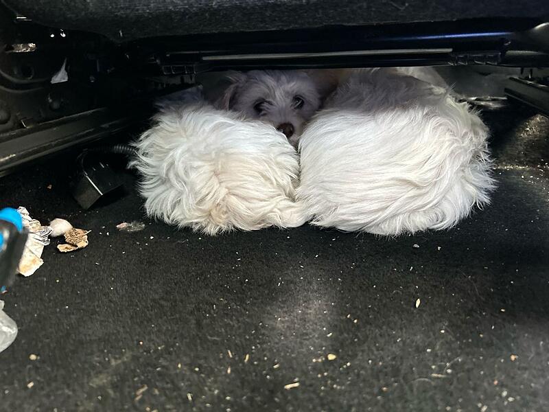 Grenzpolizei stoppt Welpentransport