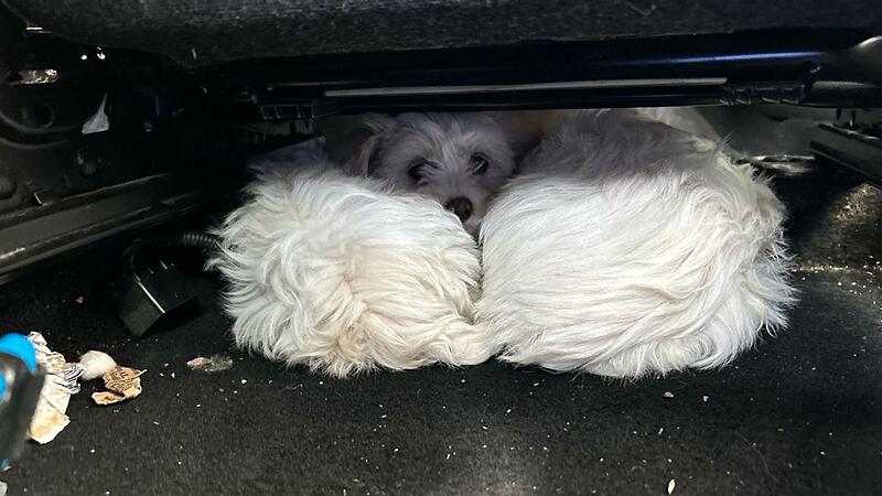 Grenzpolizei stoppt Welpentransport