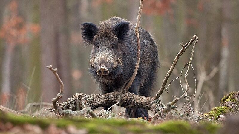 Der Wildschweinbestand muss permanent von Jägern reguliert werden.