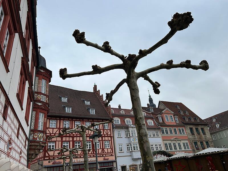 Mag aussehen wie ein riesiger Kloß-Quirl, ist aber eine Platane – noch ohne Blätter.