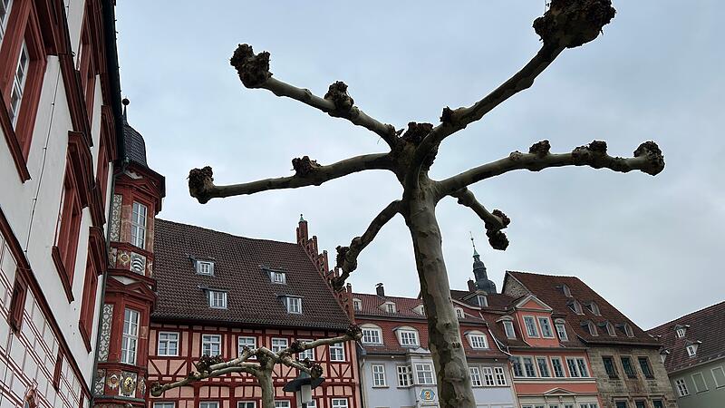 Mag aussehen wie ein riesiger Klo&szlig;-Quirl, ist aber eine Platane &ndash; noch ohne Bl&auml;tter.