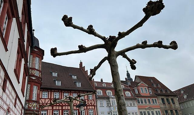 Marktplatz Coburg Mag aussehen wie ein riesiger Kloß-Quirl, ist aber eine Platane – noch ohne Blätter.