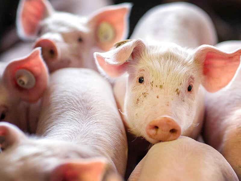 Ferkel