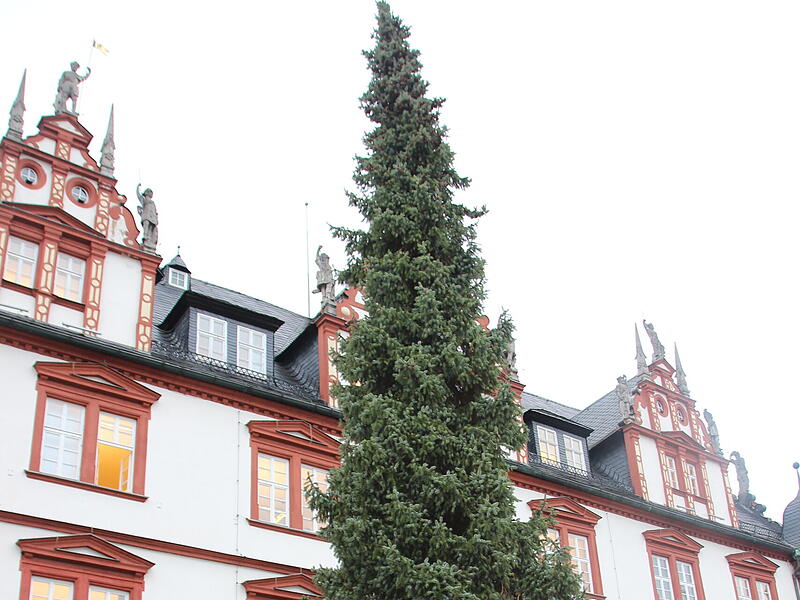 Der Coburger Weihnachtsbaum 2023 ist da