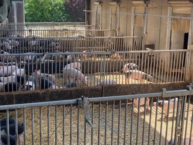 Viel mehr Platz als gesetzlich vorgeschrieben haben die Schweine auf dem Ökohof Kaufmann in Ramsthal. Viel mehr Platz als gesetzlich vorgeschrieben haben die Schweine auf dem Ökohof Kaufmann in Ramsthal.