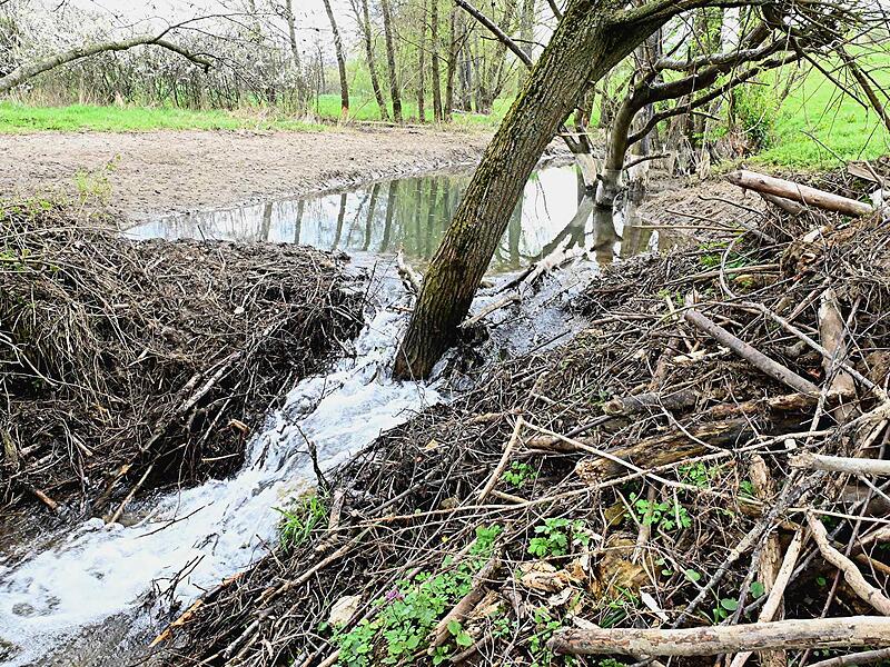 Unbekannte zerstörten hier am Ellerbach in Litzendorf einen Biberdamm. Der Wasserspiegel sank. Das Ufer war bis vor kurzem noch geflutet.Biberdamm am Ellerbach zerstört Das Ufer war bis vor kurzem noch geflutet.