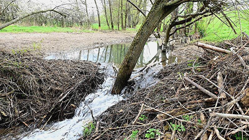 Das Ufer war bis vor kurzem noch geflutet.