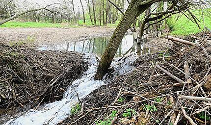 Das Ufer war bis vor kurzem noch geflutet.