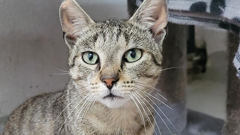 Kater Timo schmust gern. Kater Timo schmust gern.