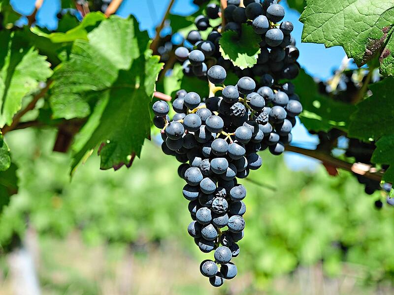 &Uuml;ber die Zukunft des Weinbaus im Saaletal hat beim Regionaltreffen in Hammelburg die Fr&auml;nkische Weinbaupr&auml;sidentin mit Winzerinnen und Winzern gesprochen.Bernd Wei&szlig;brod/dpa