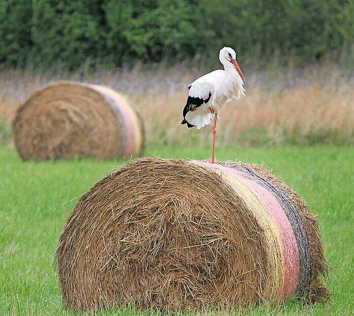 Die Ernte ist gemacht und jetzt ist Zeit für eine Pause. Dieser Storch bei Höchstadt lässt sich dabei auch nicht stören. Doch im Kompost lauert eine tödliche Gefahr.