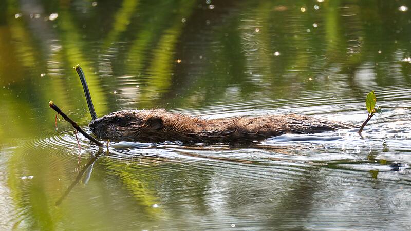 Biber tot im Wald gefunden Biber tot im Wald gefunden