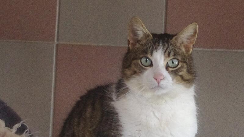 Zenzi will am liebsten den ganzen Tag schmusen.