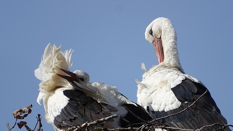 Frühlingsboten: Störche sind zurück im Kreis KronachFrühlingsboten: Störche sind zurück im Kreis Kronach Frühlingsboten: Störche sind zurück im Kreis KronachFrühlingsboten: Störche sind zurück im Kreis Kronach