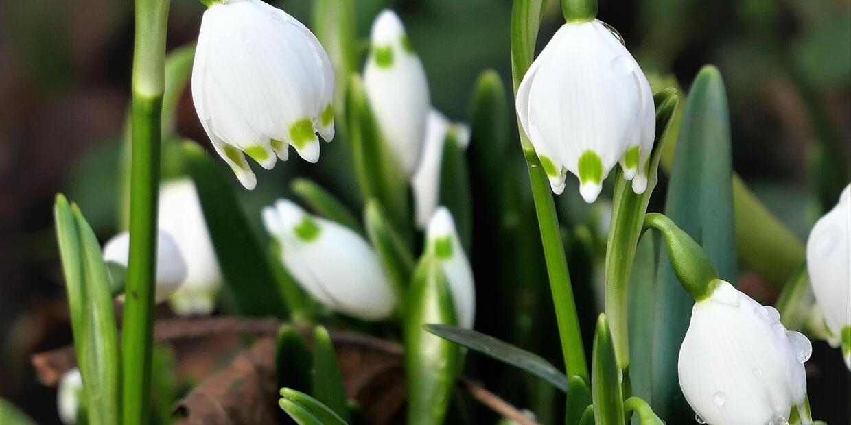 Geduld beim Gärtnern trotz mildem Februar