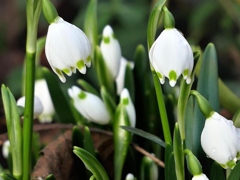 Märzenbecher fühlen sich unter Bäumen und Sträuchern am wohlsten.