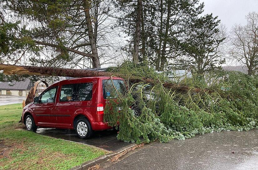 Drei auf einen Schlag: In M&ouml;nchr&ouml;den brach am Donnerstag ein Baum um und fiel auf einen Parkplatz.